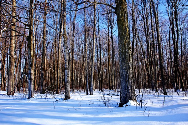 Snowy Woods by Deb Oppermann